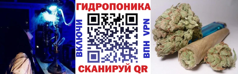 Конопля гибрид Жердевка